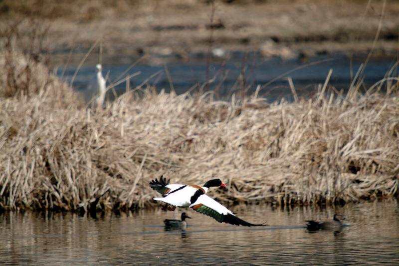 이륙하는 혹부리오리 Tadorna tadorna (Common Shelduck); DISPLAY FULL IMAGE.