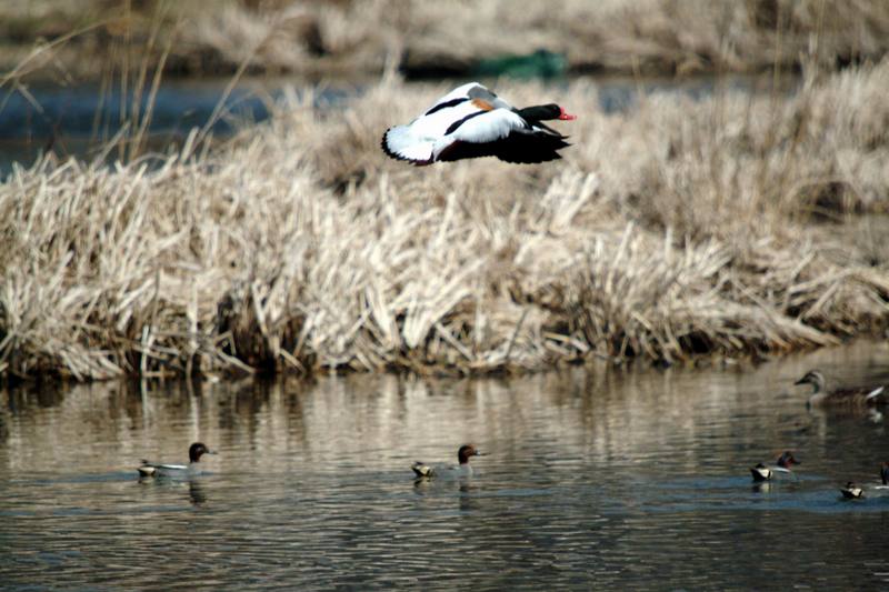 이륙하는 혹부리오리 Tadorna tadorna (Common Shelduck); DISPLAY FULL IMAGE.