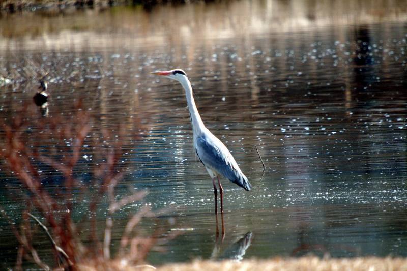 왜가리 Ardea cinerea (Gray Heron); DISPLAY FULL IMAGE.