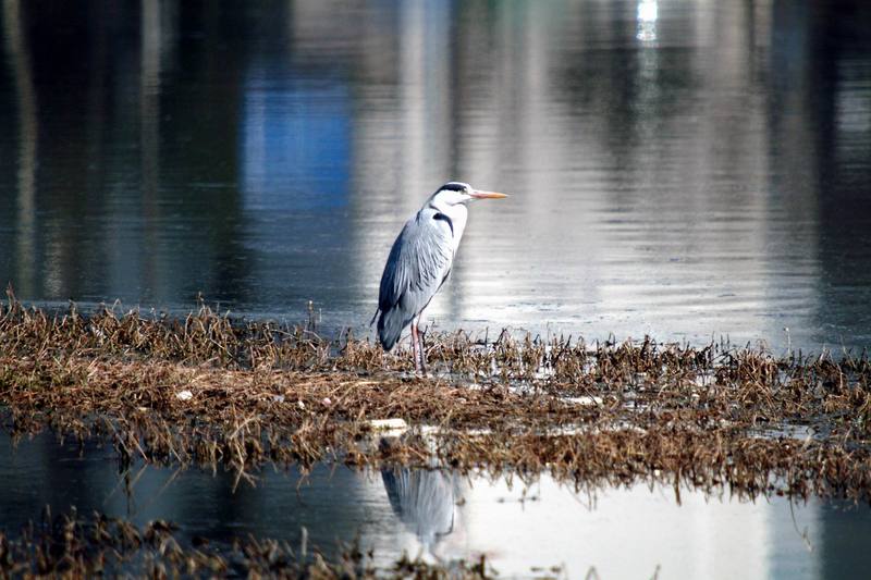 왜가리 Ardea cinerea (Gray Heron); DISPLAY FULL IMAGE.