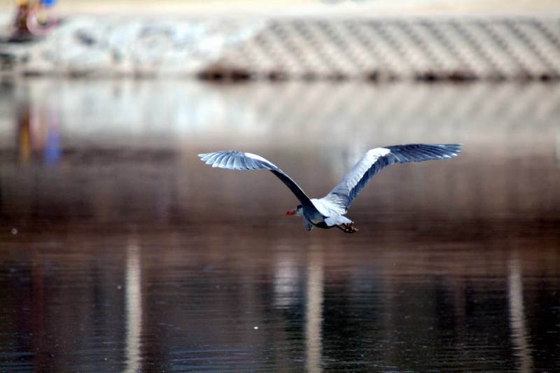 비행 왜가리 Ardea cinerea (Gray Heron); DISPLAY FULL IMAGE.