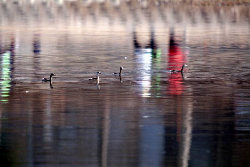 논병아리 무리 Tachybaptus ruficollis (Little Grebe); DISPLAY FULL IMAGE.