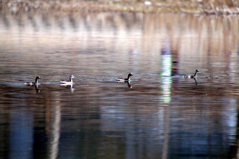 논병아리 무리 Tachybaptus ruficollis (Little Grebes); DISPLAY FULL IMAGE.