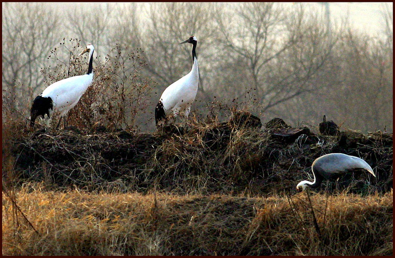 새 중의 새, 두루미 Grus japonensis (Red-crowned Cranes); DISPLAY FULL IMAGE.