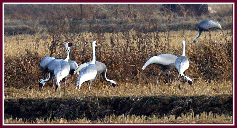 이런 장면을 보면 괜히 눈물이 나올 것만 같다. | 재두루미 Grus vipio (White-naped Crane); DISPLAY FULL IMAGE.