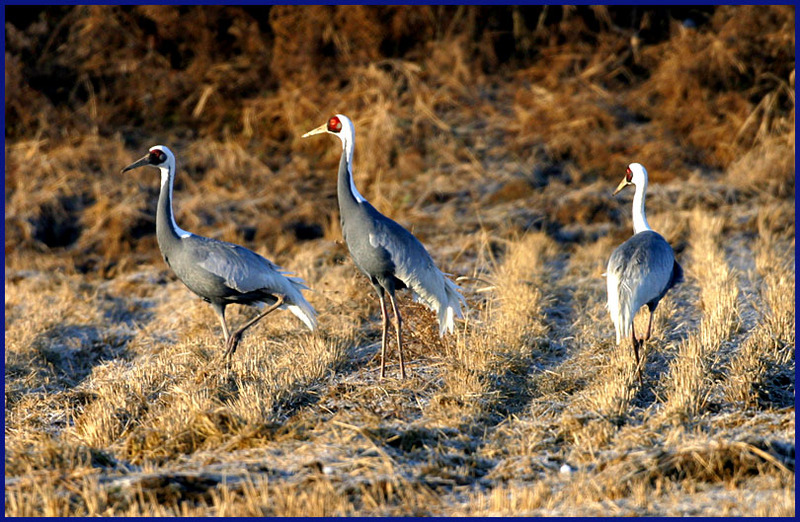 디지털 사진, 필름에 비해 현저한 화질저하는 감수해야죠. | 재두루미 Grus vipio (White-naped Crane); DISPLAY FULL IMAGE.