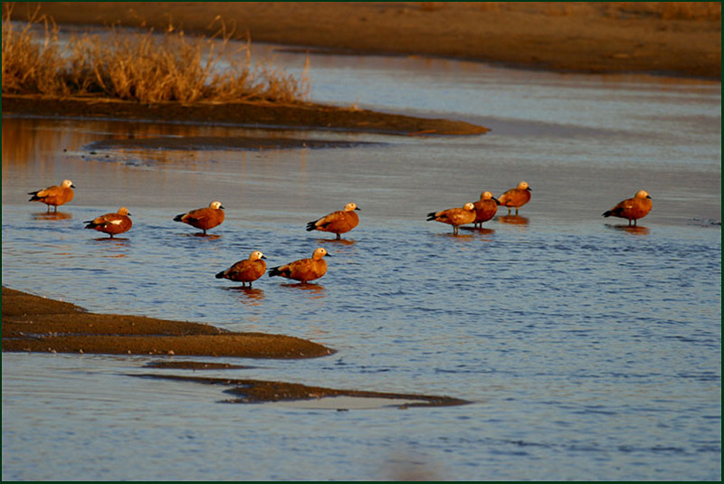 황금오리(황오리) | 황오리 Tadorna ferruginea (Ruddy Shelduck); DISPLAY FULL IMAGE.