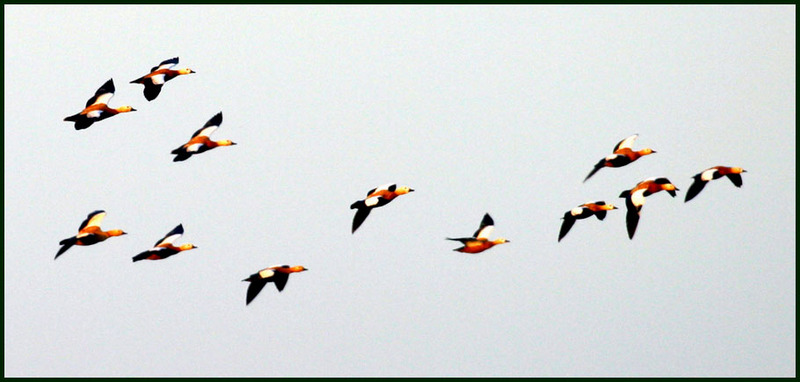 금빛오리들의 아름다운 비행 | 황오리 Tadorna ferruginea (Ruddy Shelduck); DISPLAY FULL IMAGE.