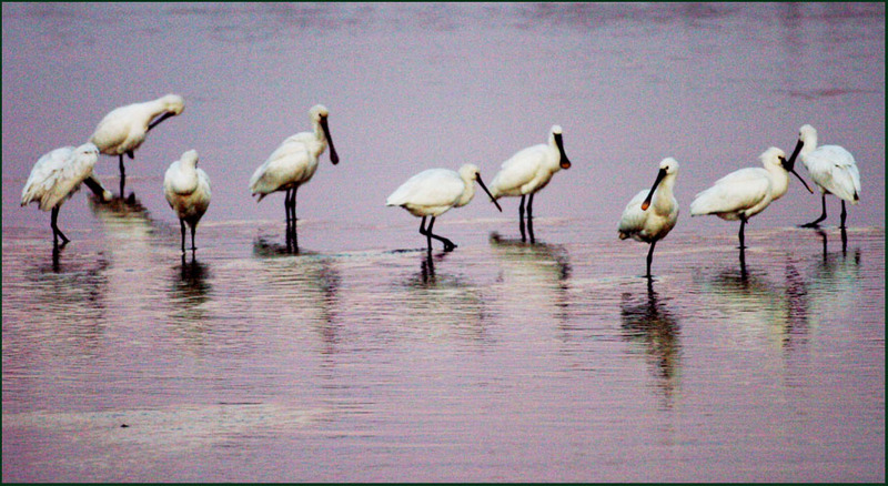 노랑부리 저어새들의 휴식 | 노랑부리저어새 Platalea leucorodia (Eurasian Spoonbill); DISPLAY FULL IMAGE.