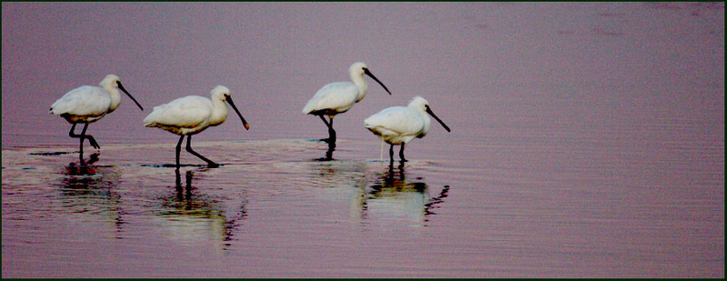 노랑부리 저어새 | 노랑부리저어새 Platalea leucorodia (Eurasian Spoonbill); DISPLAY FULL IMAGE.