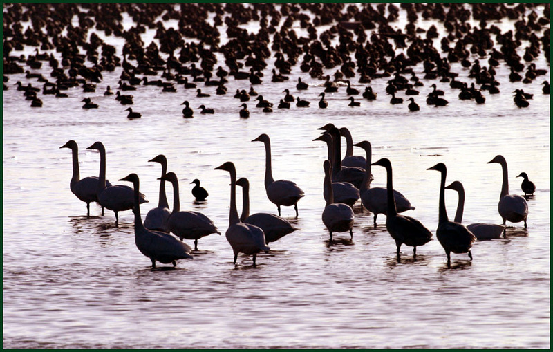No Mans Land... | 고니 Cygnus columbianus (Tundra Swan); DISPLAY FULL IMAGE.