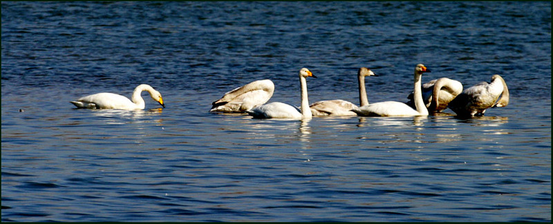 고니 / 평화로운 시간 | 고니 Cygnus columbianus (Tundra Swan); DISPLAY FULL IMAGE.