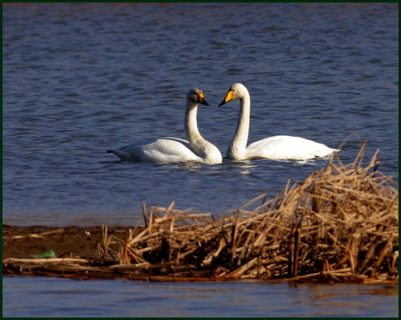 고니 / 우린 서로 사랑하죠. | 고니 Cygnus columbianus (Tundra Swan); DISPLAY FULL IMAGE.