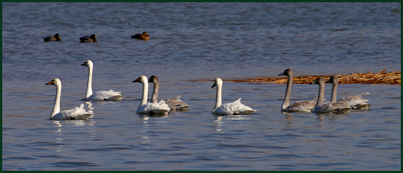 고니 가족의 행진 | 고니 Cygnus columbianus (Tundra Swan); DISPLAY FULL IMAGE.