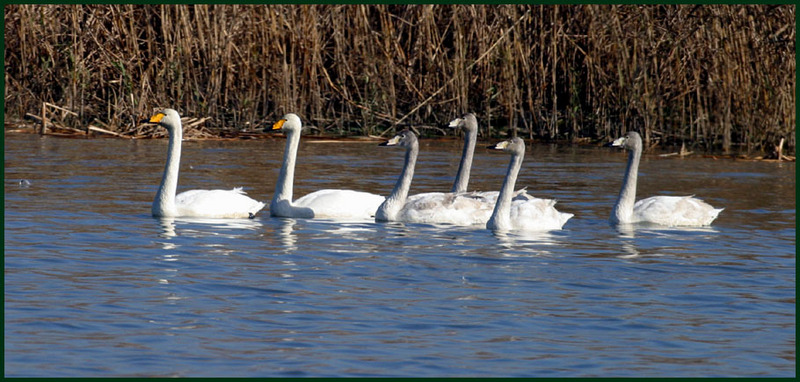 고니 가족 | 고니 Cygnus columbianus (Tundra Swan); DISPLAY FULL IMAGE.