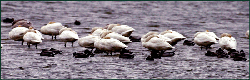 깨우지 마시오 / 오수를 즐기는 고니 | 고니 Cygnus columbianus (Tundra Swan); DISPLAY FULL IMAGE.