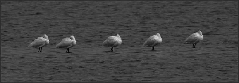 낮잠 자는 것도 질서있게 / 노랑부리 저어새 | 노랑부리저어새 Platalea leucorodia (Eurasian Spoonbill); DISPLAY FULL IMAGE.