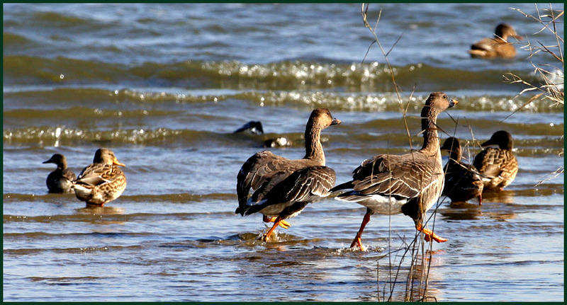 저 인간, 여기까지 따라왔네... / 큰기러기 | 큰기러기 Anser fabalis (Bean Goose); DISPLAY FULL IMAGE.