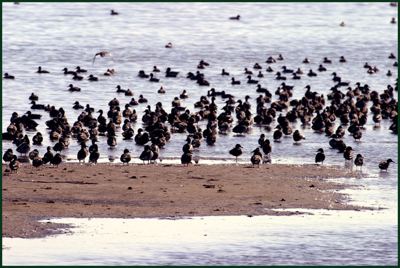 다들 모여봐봐... / 청둥오리 | 청둥오리 Anas platyrhynchos (Mallard Ducks); DISPLAY FULL IMAGE.