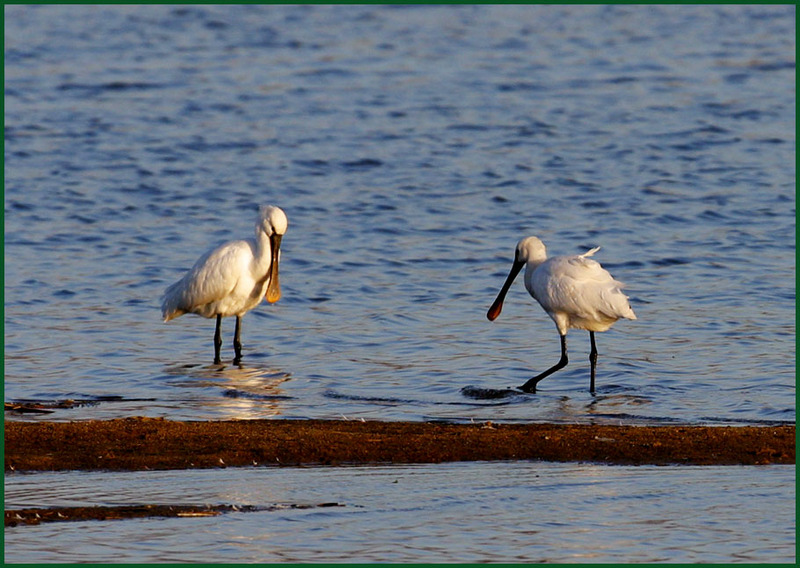 더듬더듬... / 저어새 | 노랑부리저어새 Platalea leucorodia (Eurasian Spoonbill); DISPLAY FULL IMAGE.