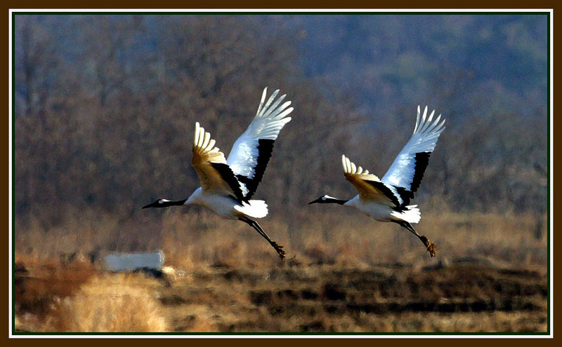 두루미 / 자, 이제 새로운 시작이다. | 두루미 Grus japonensis (Red-crowned Crane); DISPLAY FULL IMAGE.