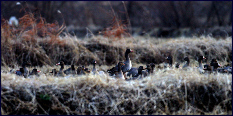 뭐가 좀 보이니...? / 쇠기러기 | 쇠기러기 Anser albifrons (Greater White-fronted Goose); DISPLAY FULL IMAGE.