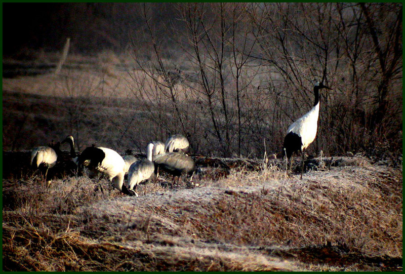 고난도 디지스코핑 / 보초 서는 어미 두루미 | 두루미 Grus japonensis (Red-crowned Crane); DISPLAY FULL IMAGE.