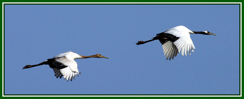 엄마처럼 날아보렴.../ 두루미 | 두루미 Grus japonensis (Red-crowned Crane); DISPLAY FULL IMAGE.