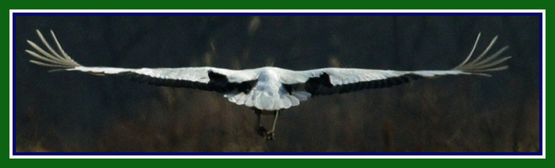 하늘을 나는 것에 관한한 / 두루미 | 두루미 Grus japonensis (Red-crowned Crane); DISPLAY FULL IMAGE.