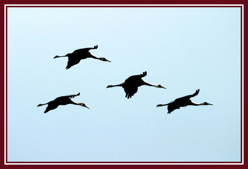 두루미의 비행 / 실루엣 | 두루미 Grus japonensis (Red-crowned Crane); DISPLAY FULL IMAGE.