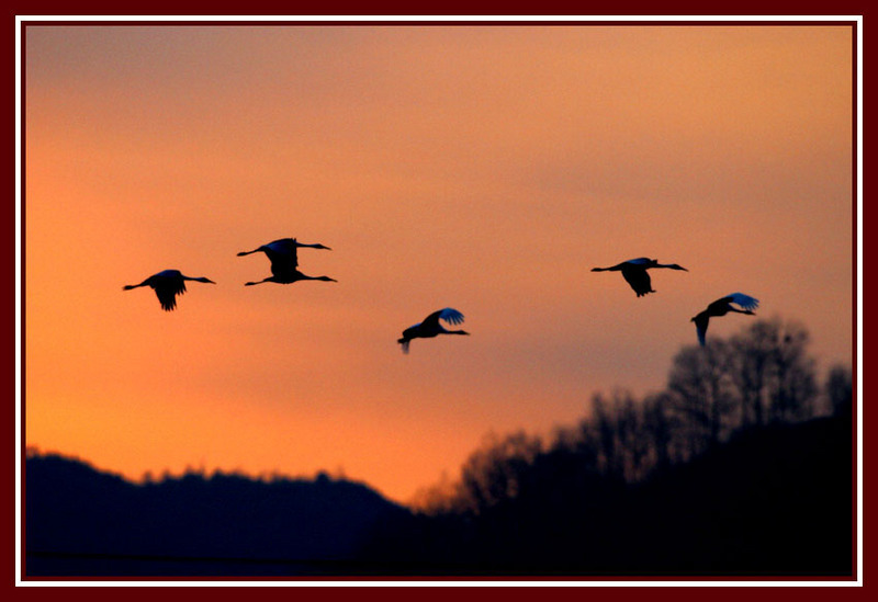 황혼과 두루미 | 두루미 Grus japonensis (Red-crowned Crane); DISPLAY FULL IMAGE.