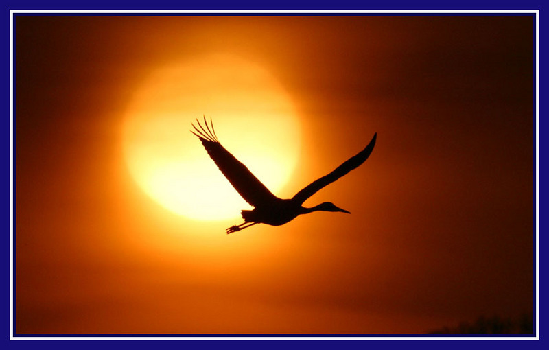 붉은 태양과 두루미 | 두루미 Grus japonensis (Red-crowned Crane); DISPLAY FULL IMAGE.