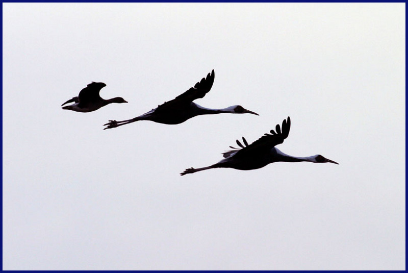 착륙준비 | 두루미 Grus japonensis (Red-crowned Crane); DISPLAY FULL IMAGE.