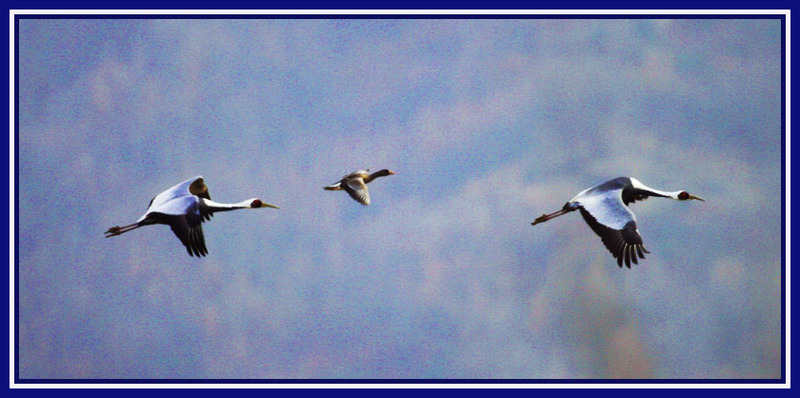 두루미가 입양한 기러기...? | 두루미 Grus japonensis (Red-crowned Crane); DISPLAY FULL IMAGE.