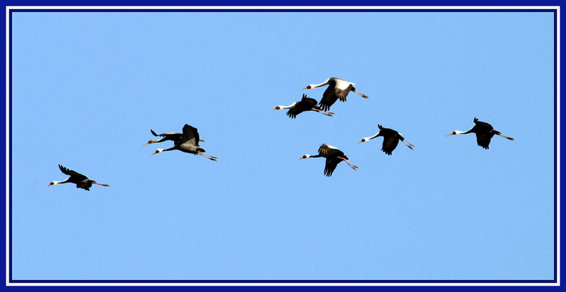 예상대로 착륙 중 | 두루미 Grus japonensis (Red-crowned Crane); DISPLAY FULL IMAGE.