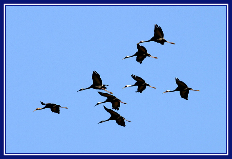 연속사진 | 두루미 Grus japonensis (Red-crowned Crane); DISPLAY FULL IMAGE.