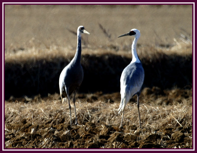 가끔은 서로를 관심있게 바라볼 필요가 있다. | 재두루미 Grus vipio (White-naped Crane); DISPLAY FULL IMAGE.