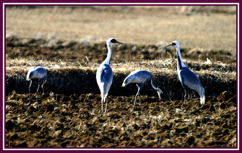 우리 아이들 이제 다 큰 거 같으니, | 재두루미 Grus vipio (White-naped Crane); DISPLAY FULL IMAGE.