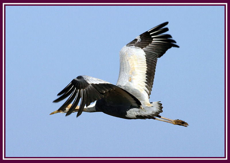 호기심 많은 녀석들 | 재두루미 Grus vipio (White-naped Crane); DISPLAY FULL IMAGE.
