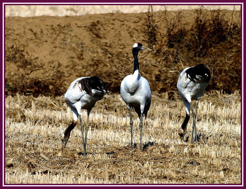 이렇게 반대방향으로 서서, / 두루미 | 두루미 Grus japonensis (Red-crowned Crane); DISPLAY FULL IMAGE.