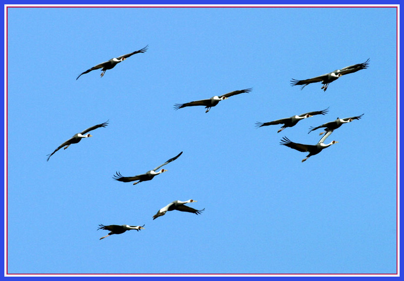 오늘 낮의 재두루미 | 재두루미 Grus vipio (White-naped Crane); DISPLAY FULL IMAGE.