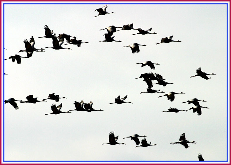 재두루미 무리의 비행 | 재두루미 Grus vipio (White-naped Crane); DISPLAY FULL IMAGE.