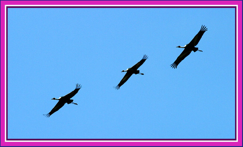 가족 086 | 재두루미 Grus vipio (White-naped Crane); DISPLAY FULL IMAGE.