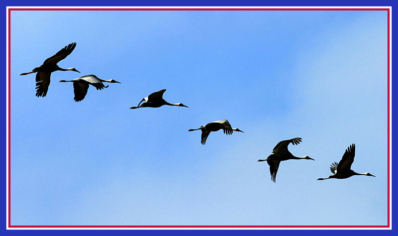 줄을 서시오! 줄을! 088 | 재두루미 Grus vipio (White-naped Crane); DISPLAY FULL IMAGE.