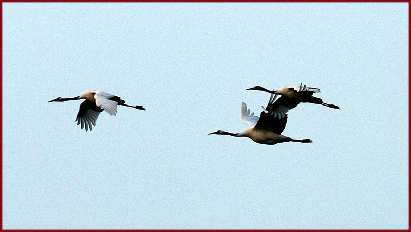 두루미 가족의 비행 094 | 두루미 Grus japonensis (Red-crowned Crane); DISPLAY FULL IMAGE.