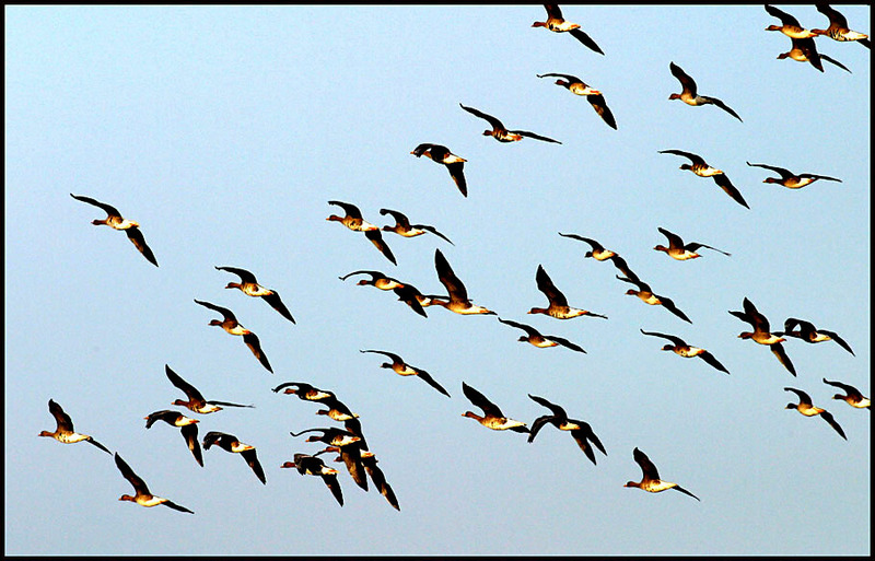 쇠기러기 무리의 비행 097 | 쇠기러기 Anser albifrons (Greater White-fronted Goose); DISPLAY FULL IMAGE.