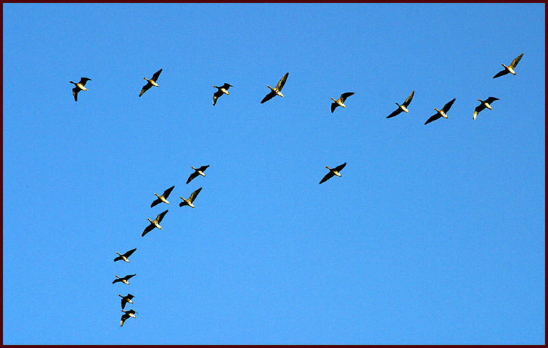 쇠기러기 무리의 비행 099 | 쇠기러기 Anser albifrons (Greater White-fronted Goose); DISPLAY FULL IMAGE.