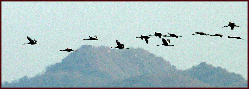 이른 아침에 나타난 재두루미 무리 103 | 재두루미 Grus vipio (White-naped Crane); DISPLAY FULL IMAGE.