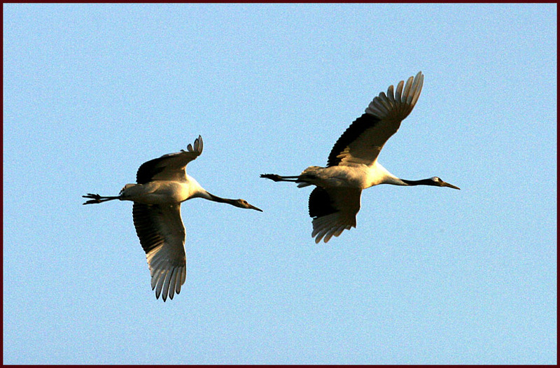 아침햇살을 받으며 선회하는 두루미 한 쌍 102 | 재두루미 Grus vipio (White-naped Crane); DISPLAY FULL IMAGE.