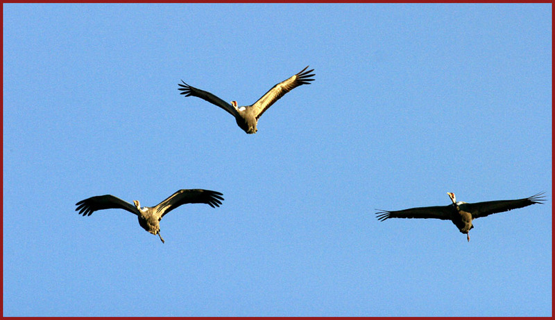 다리를 감춘 모습 | 재두루미 Grus vipio (White-naped Crane); DISPLAY FULL IMAGE.